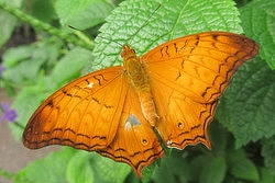 Vindula arsinoe