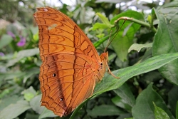 Vindula arsinoe