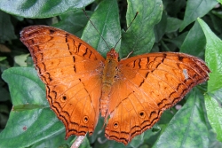 Vindula arsinoe