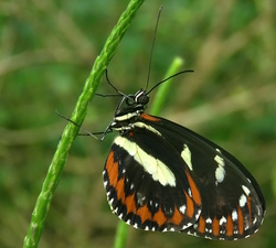 Heliconius atthis