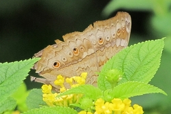 Junonia atlites
