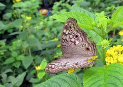 Junonia atlites