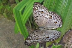 Junonia atlites