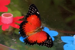 Cethosia biblis - red lacewing