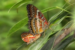 Cethosia biblis - red lacewing