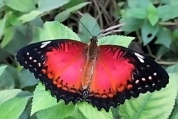 Cethosia biblis