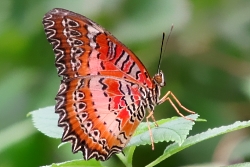 Cethosia biblis