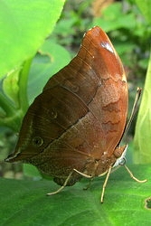 Doleschallia bisaltide