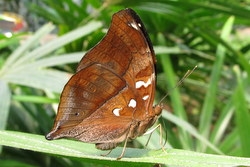 Doleschallia bisaltide