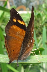Doleschallia bisaltide