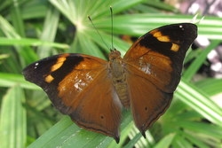 Doleschallia bisaltide