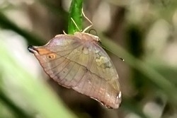 Doleschallia bisaltide