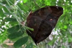 Doleschallia bisaltide