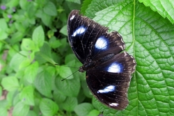 Hypolimnas bolina