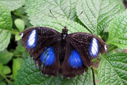 Hypolimnas bolina