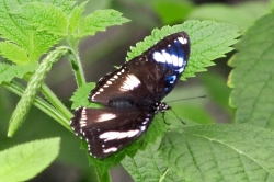 Hypolimnas bolina - great eggfly