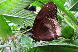 Hypolimnas bolina