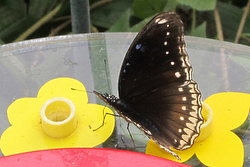 Hypolimnas bolina female - great eggfly
