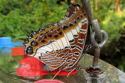 Charaxes brutus