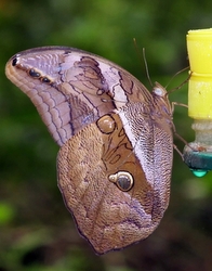 Caligo sp.