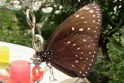 Euploea camaralzeman