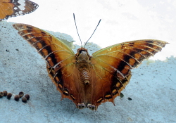 Charaxes candiope