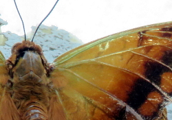 Charaxes candiope