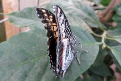 Charaxes castor