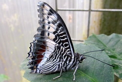 Charaxes castor