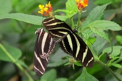 Heliconius charitonius