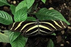 Heliconius charitonius