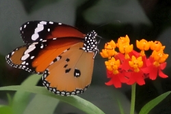 Danaus chrysippus