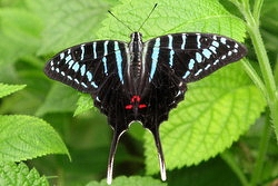 Graphium colonna