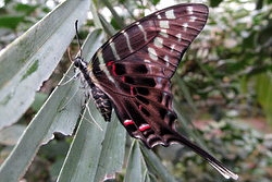 Graphium colonna