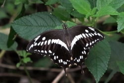 Papilio constantinus - Constantine's swallowtail