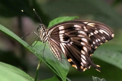 Papilio constantinus - Constantine's swallowtail
