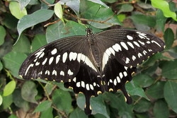 Papilio constantinus