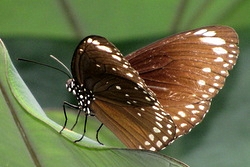 Euploea core