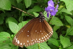 Euploea core