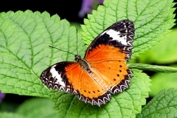 Cethosia cyane - leopard lacewing