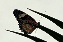Cethosia cyane - leopard lacewing