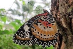 Cethosia cyane
