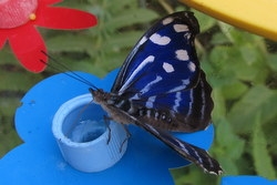 Myscelia cyaniris