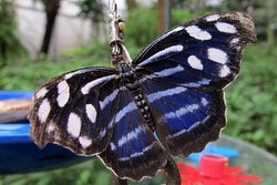 Myscelia cyaniris