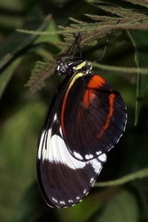 Heliconius cydno - Cydno longwing