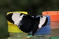 Heliconius cydno