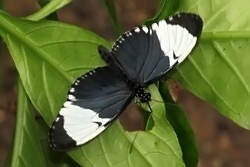 Heliconius cydno