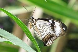 Papilio dardanus - white female