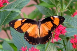 Papilio dardanus - orange female