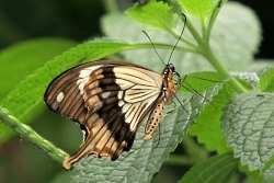 Papilio dardanus - mocker swallowtail